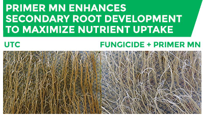 Primer Mn enhances secondary root development to maximize nutrient uptake