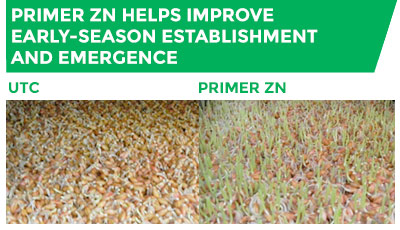 Comparison of UTC crops and crops with Primer Zn. Primer Zn helps improve early-season establishment and emergence