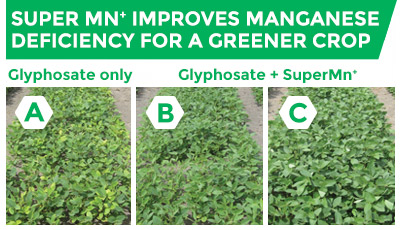 Super Mn+ improves Manganese deficiency for a greener crop