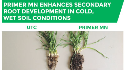 Primer Mn enhances secondary root development in cold, wet soil conditions