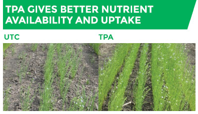 Two images comparing a UTC crop and a crop treated with TPA, which is considerably greener. TPA gives better nutrient availability and uptake.