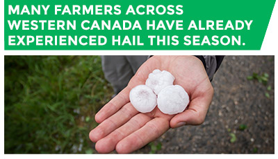 Farmer's hand holding three large hail stones. Many farmers across Western Canada have already experienced hail this season.