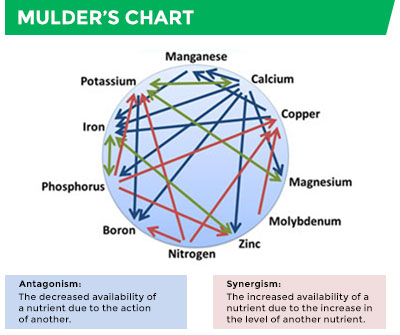 Mulder's Chart showing interactions between Manganese, Calcium, Copper, Magnesium, and other nutrients