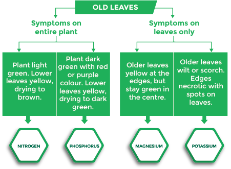 Diagram showing that deficiencies in various nutrients can present symptoms on a crop’s old leaves.