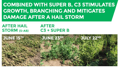 Comparison of crops after a hail storm with crops after Super B and C3 have been applied. Combined with Super B, C3 stimulates growth, branching and mitigates damage after a hail storm.