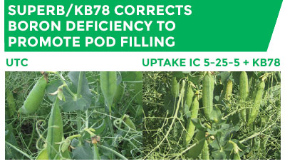 Comparison of UTC crop, and a crop treated with uPtaKe IC 5-25-5 + KB78. SuperB/KB78 corrects boron deficiency to promote pod filling