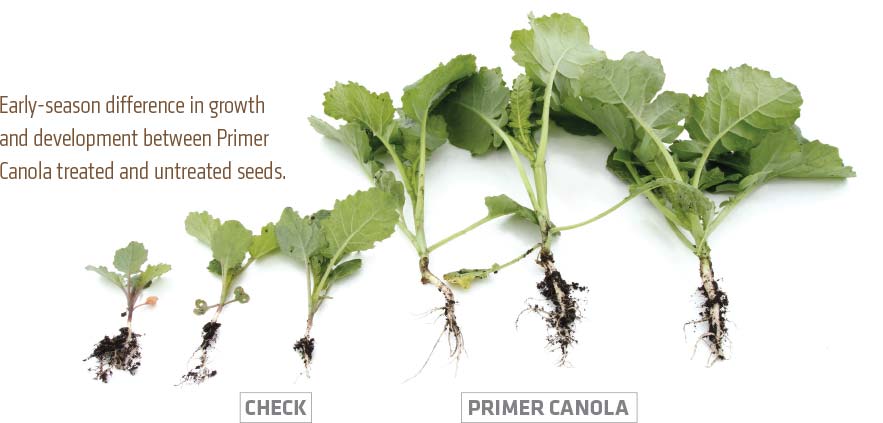 Early-season difference in growth and development between Primer Canola treated and untreated seeds.